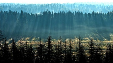 ГИС: В России в 2020 году посчитают весь лес - видео